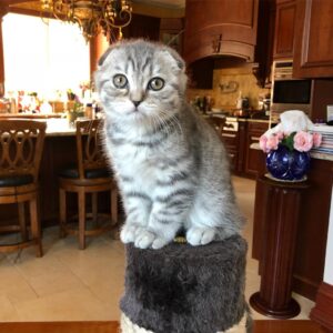 Bela female Scottish fold kitten